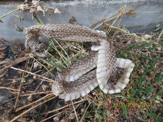 Shedding Skin